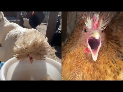 Видео: Какой ужас! Куры без еды несколько дней!