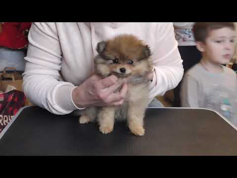 Видео: Обследуем помет щенков породы немецкий малый шпиц. Клеймим щенков и устанавливаем микрочип.