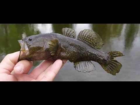 Видео: #158 Ротан на резину и микро колебло