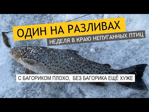Видео: ОСТАЛСЯ ОДИН. Лосось на донку и налимы. #Подлёднаярыбалка