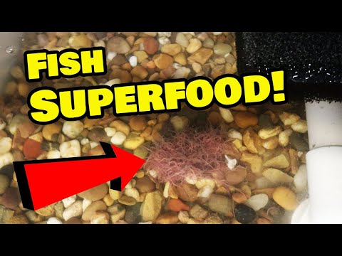 Видео: Настройка живой культуры черного червя — ЛЕГКИЙ и ПРОСТОЙ способ!