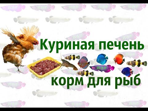 Видео: Кормление рыб печенью.