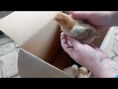 Видео: Курочка или Петух, два испытанных метода #какопределитькурицаилипетух