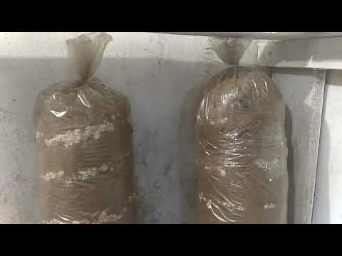 Видео: Выращивание ВЕШЕНКИ на Опилках(тырсе)