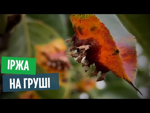 Видео: Іржа на груші: що робити з ріжками восени? Поради та захист!