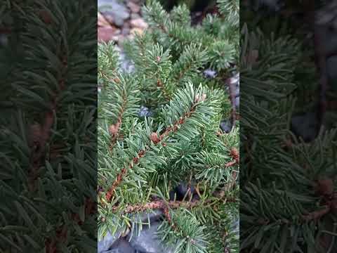 Видео: Любимый сад 🏡❤️🌲.