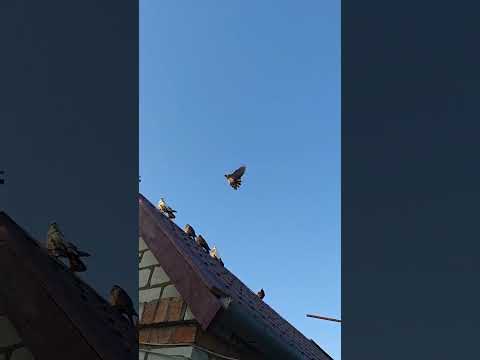 Видео: Николаевские голуби – Феди Мазура.