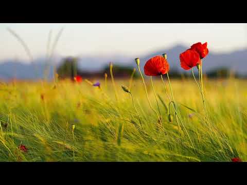 Видео: Я не вижу славы как достойно славы Богу. 15.03.22