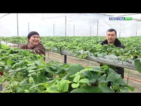 Видео: 🥭Бувайди туманида анжир кўчатлари жуда кўп экилади