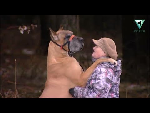 Видео: Немецкий дог