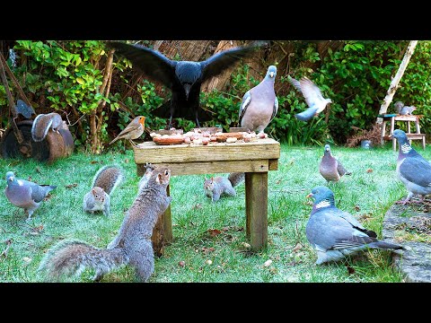 Видео: Птички для кошек 🕊️ Птицы и белки пируют на старой табуретке 🐿️ Птицы для кошек 4K HDR