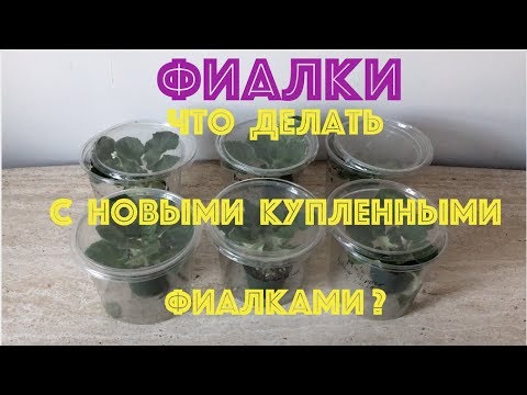 Видео: ФИАЛКИ. Что делать с новыми купленными фиалками?