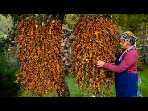 Видео: 🌱 Дары Природы: Сбор Дикой Облепихи и Приготовление Лакомств