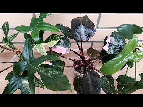 Видео: Мои капризные филодендроны. Посылка с Magic Mask. Розовую принцессу корёжит, Виолин Вар зеленеет