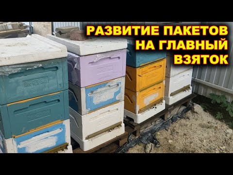 Видео: Развитие пчелопакетов на главный взяток.