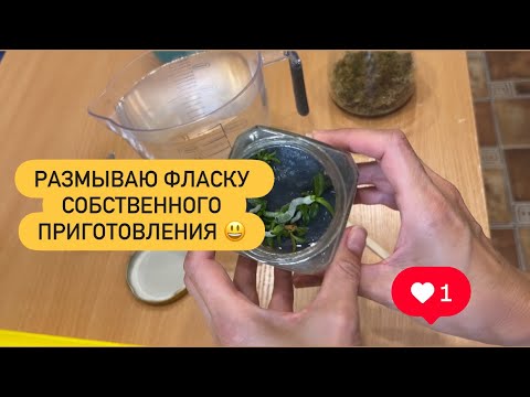 Видео: 🔴РАЗМЫВАЮ ФЛАСКУ собственного приготовления с орхидеями  #фласкаорхидеи #деткиорхидей #фаленопсис