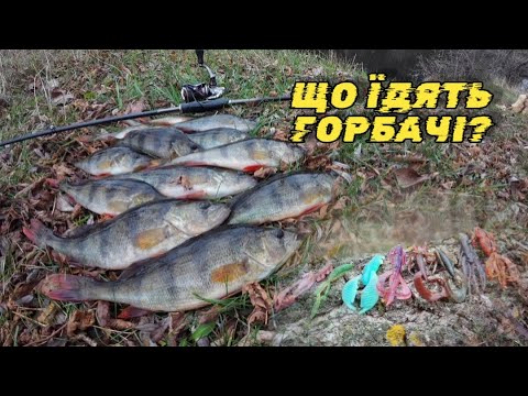 Видео: 💥РАЦІОН🍗ВЕЛИКОГО ОКУНЯ‼️ МІКРОДЖИГ на ПСЛІ!✔️