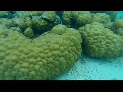 Видео: Бюджетные Мальдивы - остров-резорт Биядху, июль 2021: снорклинг и рыбалка тоже входят в AllInclusive