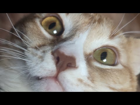 Видео: Спасение котёнка😻 - как я взяла котёнка из приюта где я работаю, лечила Фродо от ФИП 🙀 всем добра🙏❤️
