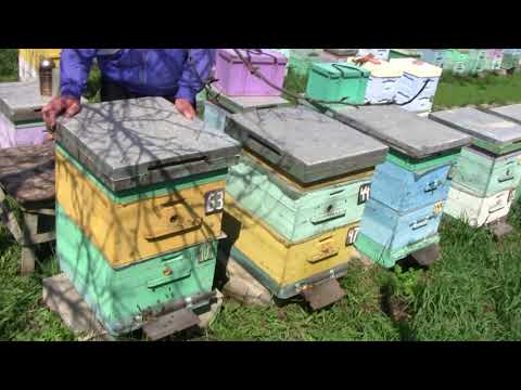 Видео: Часть 3. Эксперимент на пасеке . двухматочное. двухсемейное содержание в ульях рут