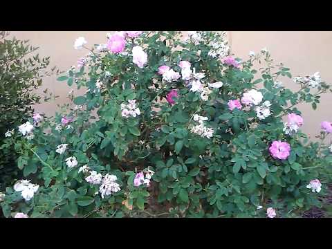 Видео: США Размышления на тему в какой стране легче доказать? моральный ущерб