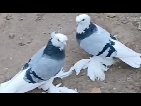 Видео: 2,Fevral. Чорсу каптар бозори.