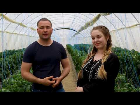 Видео: #Clause — ВАНГАРД👍Успейте произвести посев и заработать на урожае!