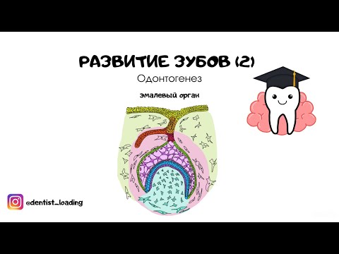 Видео: Развитие зубов (часть 2). Эмалевый орган. Зубной сосочек. Зубной мешочек.