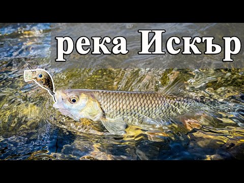 Видео: Река Искър. ЗАБИТА КУКА В ПРЪСТ и РАЗБИВАЩ риболов на КЕФАЛИ