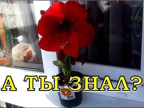 Видео: ГИПЕАСТРУМ:  все нюансы ухода за цветком⚘⚘⚘