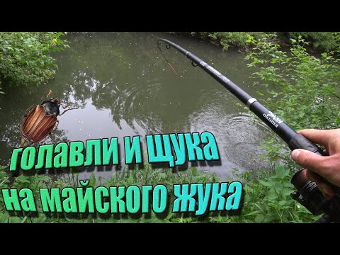 Видео: Голавль и щука, на майского жука, в начале июня!Силиконовый жук тоже сработал!Рыбалка на реке Сосна!