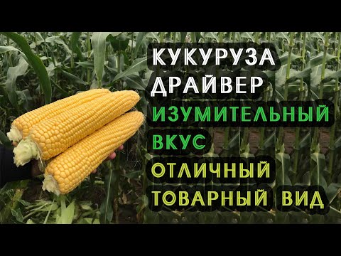 Видео: Кукуруза Драйвер. Изумительный вкус и отличный товарный вид.