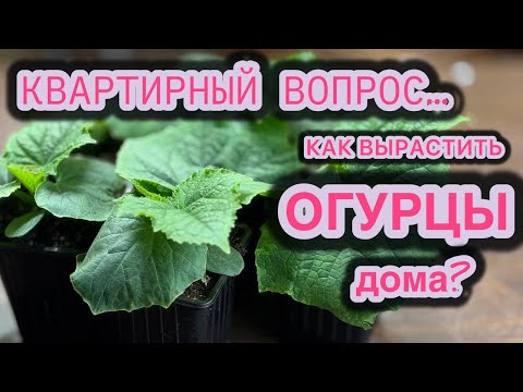 Видео: ПОЧЕМУ ЛЕГКО И ПРОСТО НЕ РАСТУТ ОГУРЦЫ ЗИМОЙ В КВАРТИРЕ?