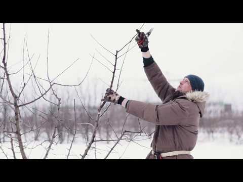 Видео: Обрезка деревьев (Часть 3).Разреженно-ярусная крона.