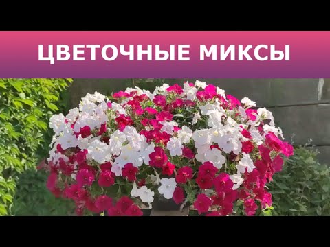Видео: Цветочные миксы. Первая часть. 2021 год.