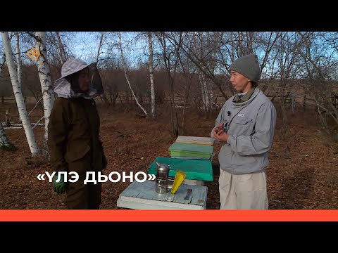 Видео: «Үлэ дьоно»: мүөттээх ыҥырыаны иитээччи Күннэй Тимофеева (31.10.23)