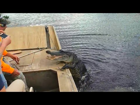 Видео: Удивительные случаи с КРОКОДИЛАМИ, снятые на видео!