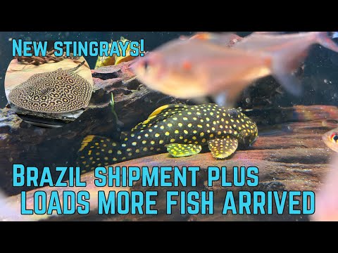 Видео: НОВАЯ РЫБА В URMSTON AQUATICS