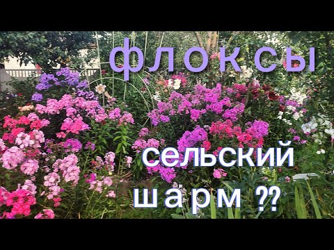 Видео: Сад  с цветущими флоксами. Почему  у меня  флоксы не  болеют  мучнистой  росой ?