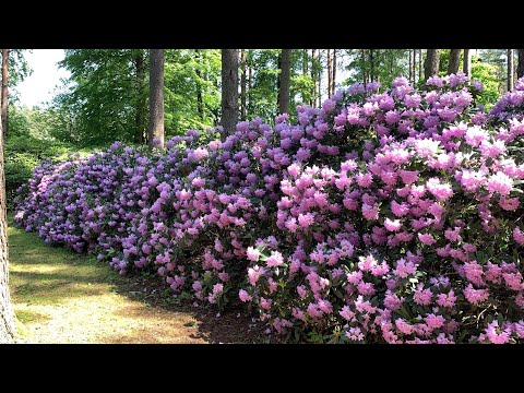 Видео: Прогулка по Babīte с мыслями о музыке / Сад Рододендронов / Латвия 2022