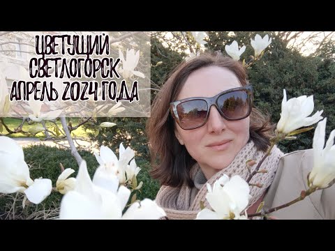 Видео: Цветущий Светлогорск. Апрель 2024 года