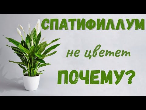 Видео: Спатифиллум не цветет! Что делать? Мой опыт💯💥