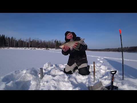 Видео: Дуплеты ЯЗЯ на комбайны река Чулым Промбор часть 2