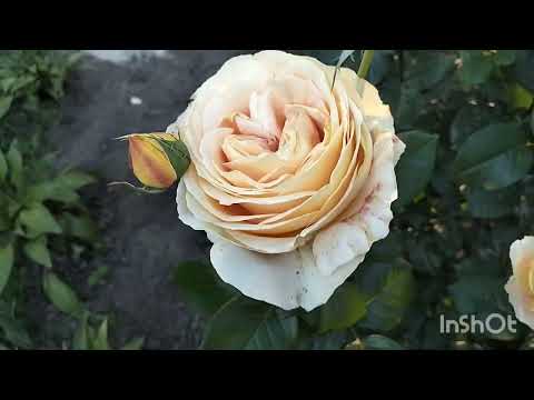 Видео: 🌹КЕНДЛАЙТ(Candlelight "Золота троянда") - неймовірна ч/г троянда - фаворитка!#троянди#rose#сад