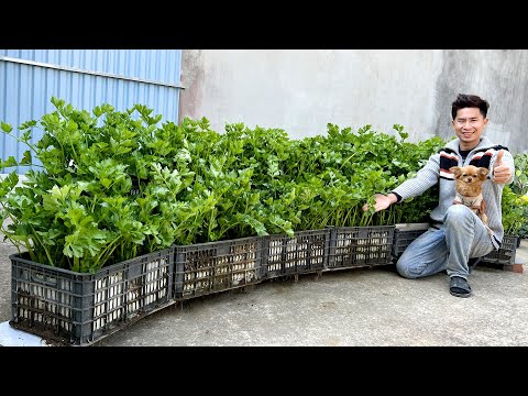 Видео: Перестаньте покупать сельдерей! Этот метод выращивания увеличивает урожайность в 10 раз!