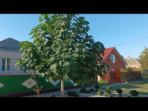 Видео: Более подробно, про павловнию, которая выросла у моей клиентки за два года, после тех среза.