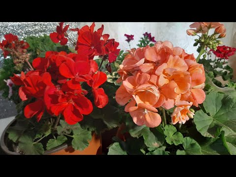 Видео: Герань будет ПЫШНО ЦВЕСТИ что делать🌷СДЕЛАЙТЕ ТАК