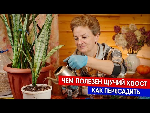 Видео: Чем полезен щучий хвост - как пересадить