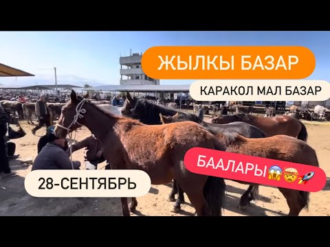 Видео: ЖЫЛКЫ / ТАЙ-КУНАН/ БЭЭ/ АЙГЫР/ Каракол мал базар/ 28-сентябрь