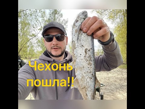 Видео: ЧЕХОНЬ ПОШЛА !!!  СУПЕР Кльов